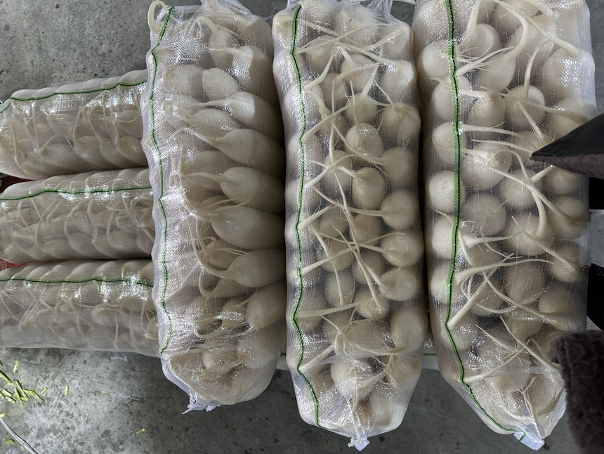 夏季萝卜田间管理