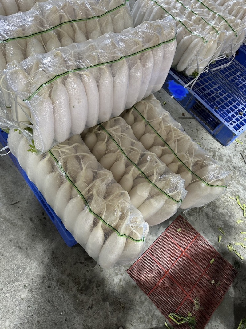 湖北沙洋白萝卜，产地直供，品质保证，热忱耐心，欢迎询购。