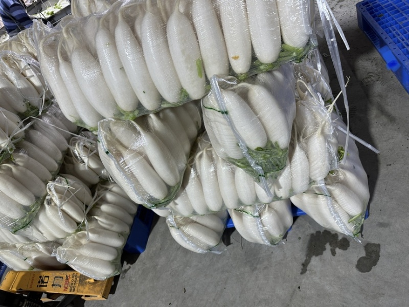 湖北沙洋白萝卜，产地直供，品质保证，热忱耐心，欢迎询购。