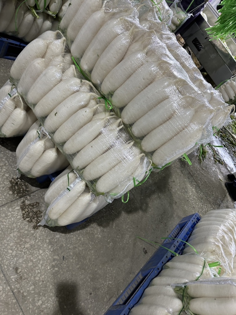 湖北沙洋白萝卜，产地直供，品质保证，热忱耐心，欢迎询购。
