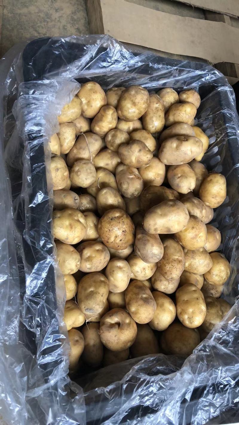 恩施富硒小土豆/对接电商/各大市场/产地直供/量大价优