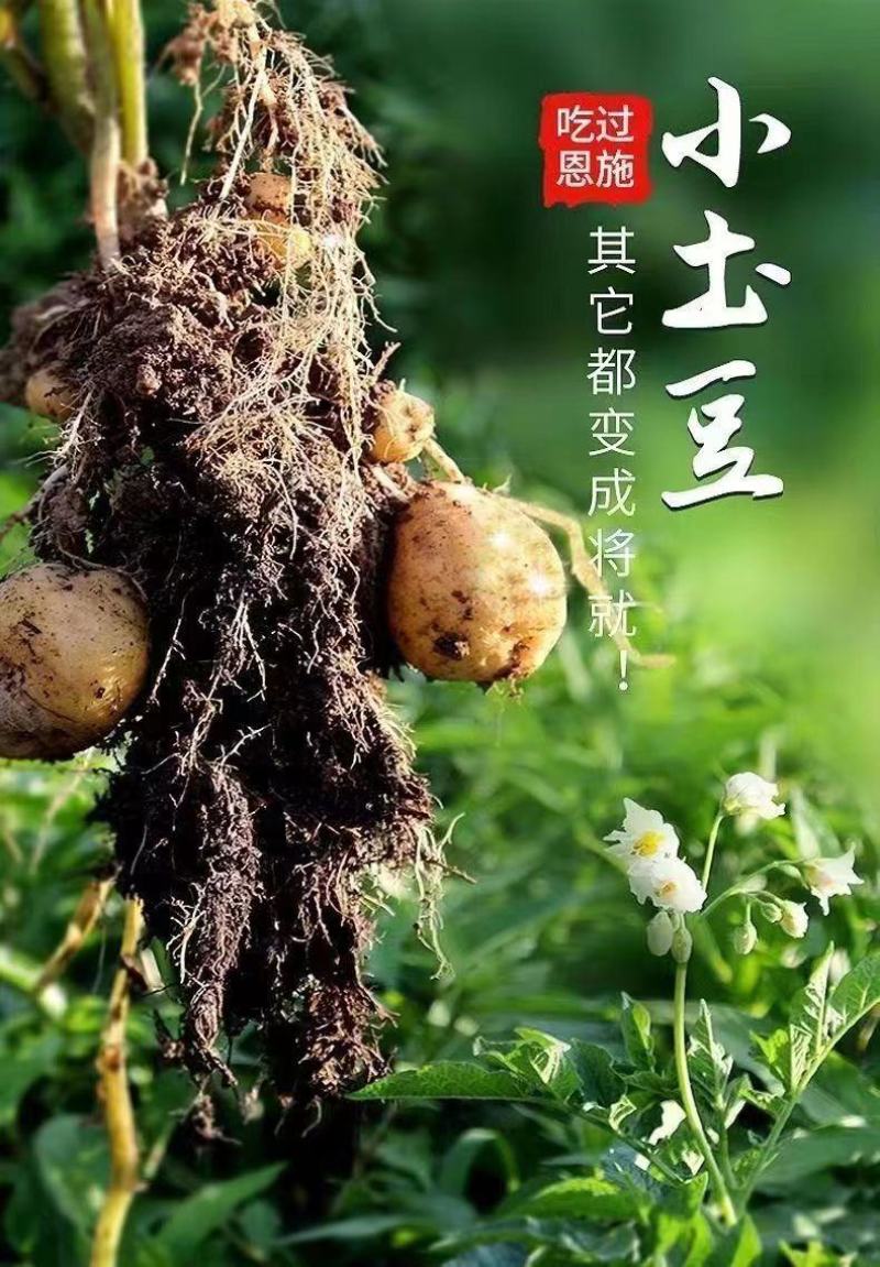 恩施富硒小土豆/对接电商/各大市场/产地直供/量大价优