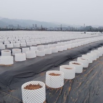 蓝色控根器、白色控根器，双面光质量，高韧性，年后发货