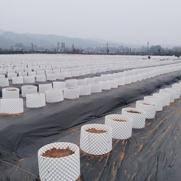 蓝色控根器、白色控根器，双面光质量，高韧性，年后发货