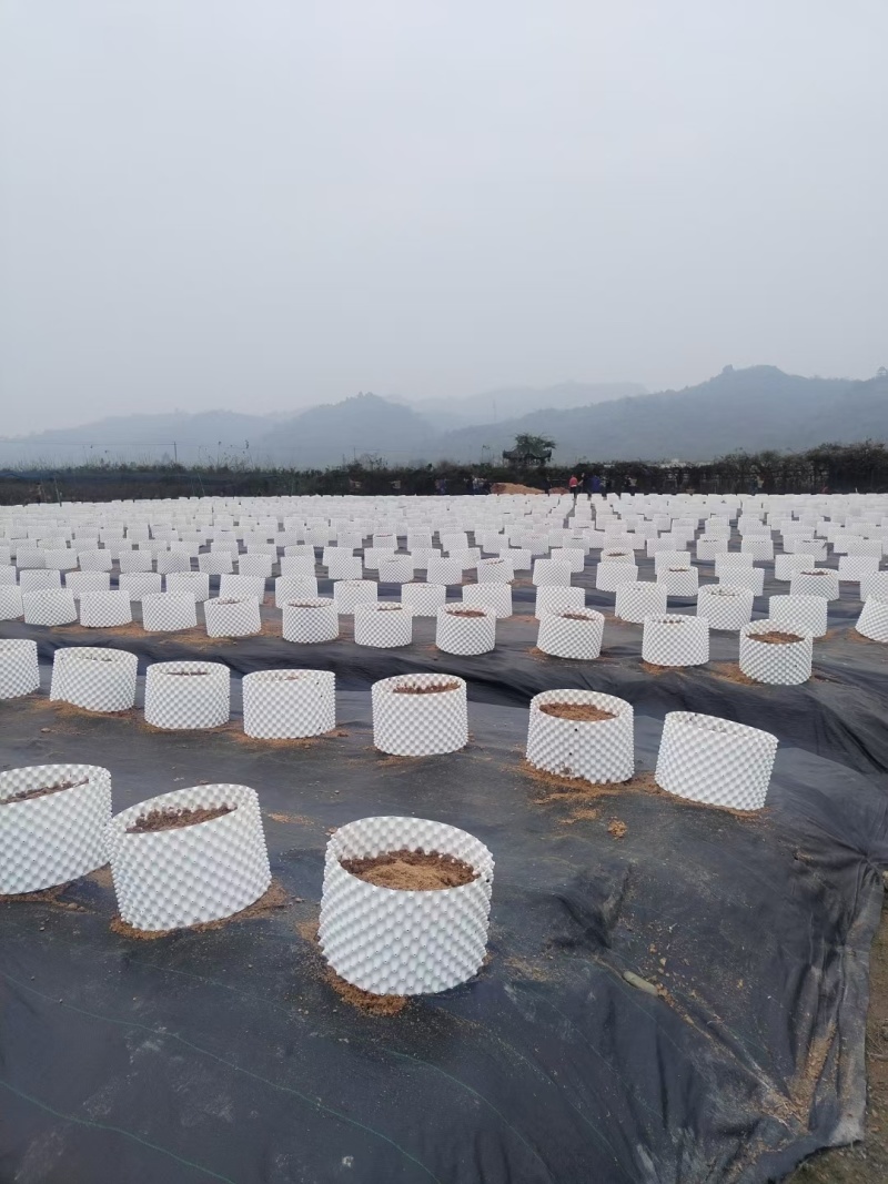 蓝色控根器、白色控根器，双面光质量，高韧性，年后发货