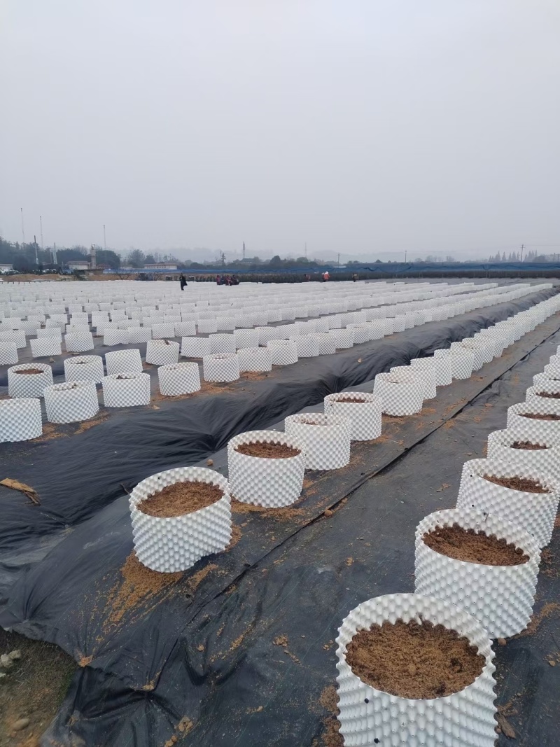 蓝色控根器、白色控根器，双面光质量，高韧性，年后发货