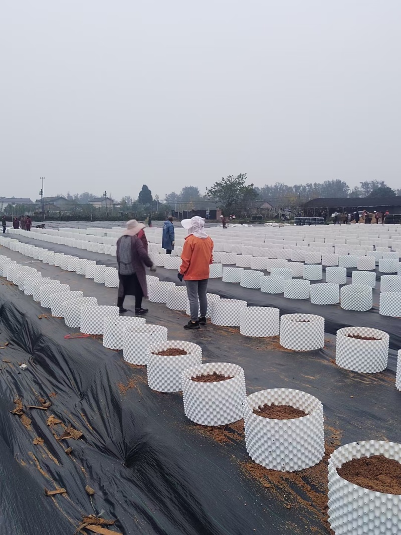 蓝色控根器、白色控根器，双面光质量，高韧性，年后发货