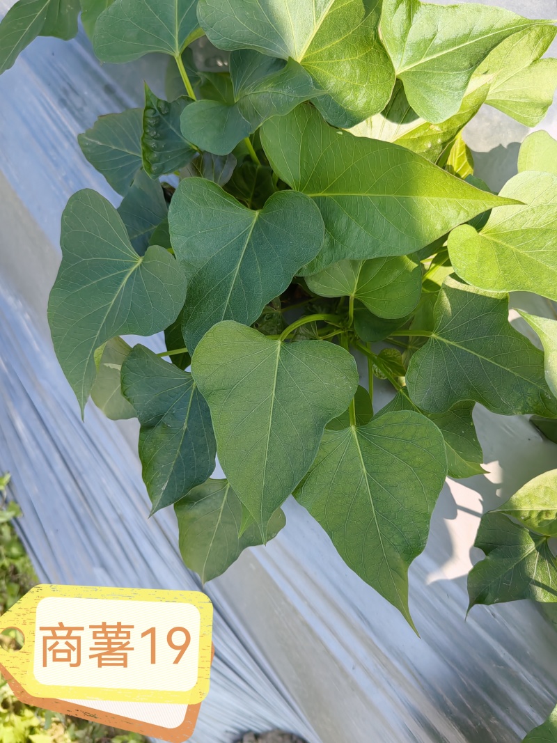 【热卖红薯苗】实验室脱毒薯苗西瓜红红薯苗量大从优