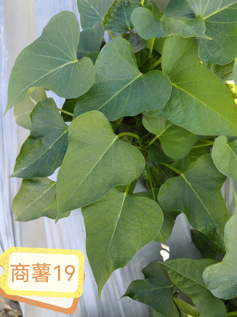 【热卖红薯苗】实验室脱毒薯苗西瓜红红薯苗量大从优