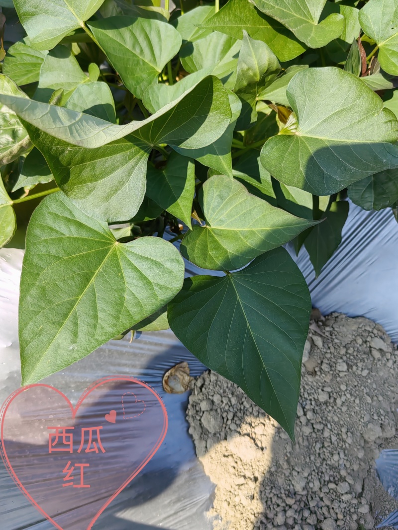 【热卖红薯苗】实验室脱毒薯苗西瓜红红薯苗量大从优