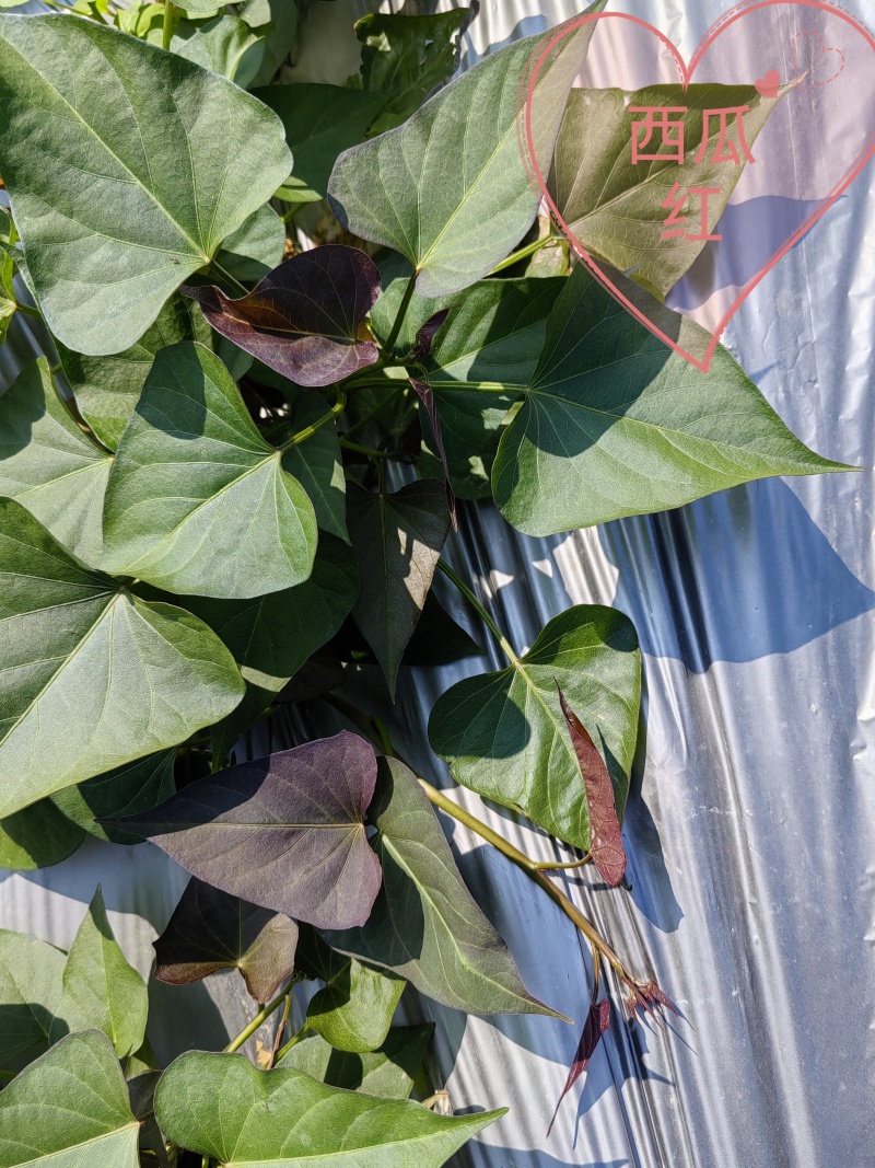 【热卖红薯苗】实验室脱毒薯苗西瓜红红薯苗量大从优