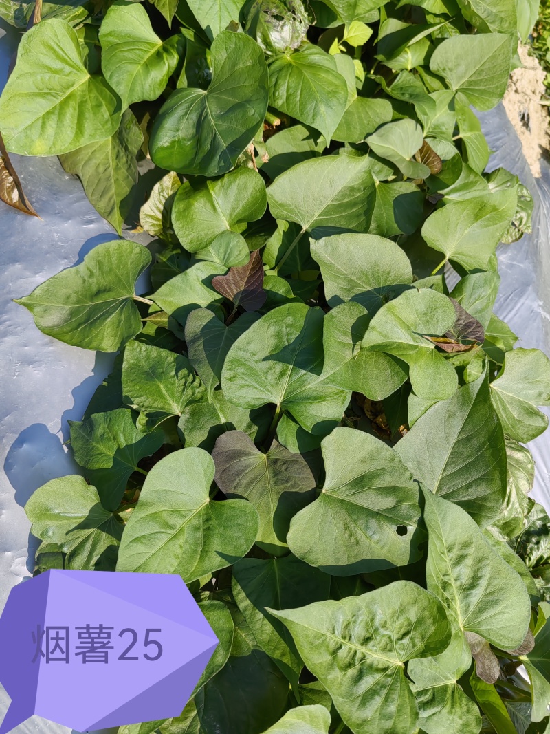 【热卖红薯苗】实验室脱毒薯苗西瓜红红薯苗量大从优