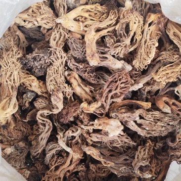 珊瑚菌，又叫扫把菌，刷把菌，野生菌类之一，口感好味道鲜
