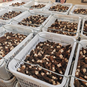 2024头茬羊肚菌，羊肚菌产地直售