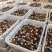 2024头茬羊肚菌，羊肚菌产地直售