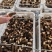 2024头茬羊肚菌，羊肚菌产地直售