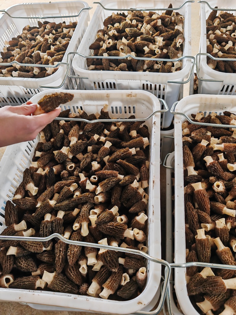 2024头茬羊肚菌，羊肚菌产地直售