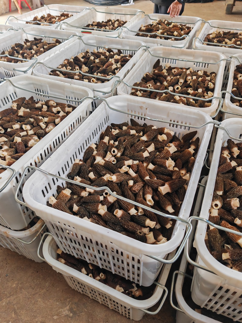 2024头茬羊肚菌，羊肚菌产地直售