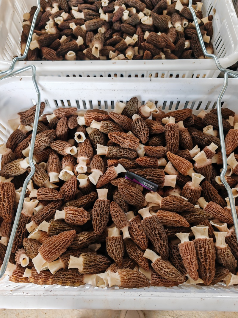 2024头茬羊肚菌，羊肚菌产地直售