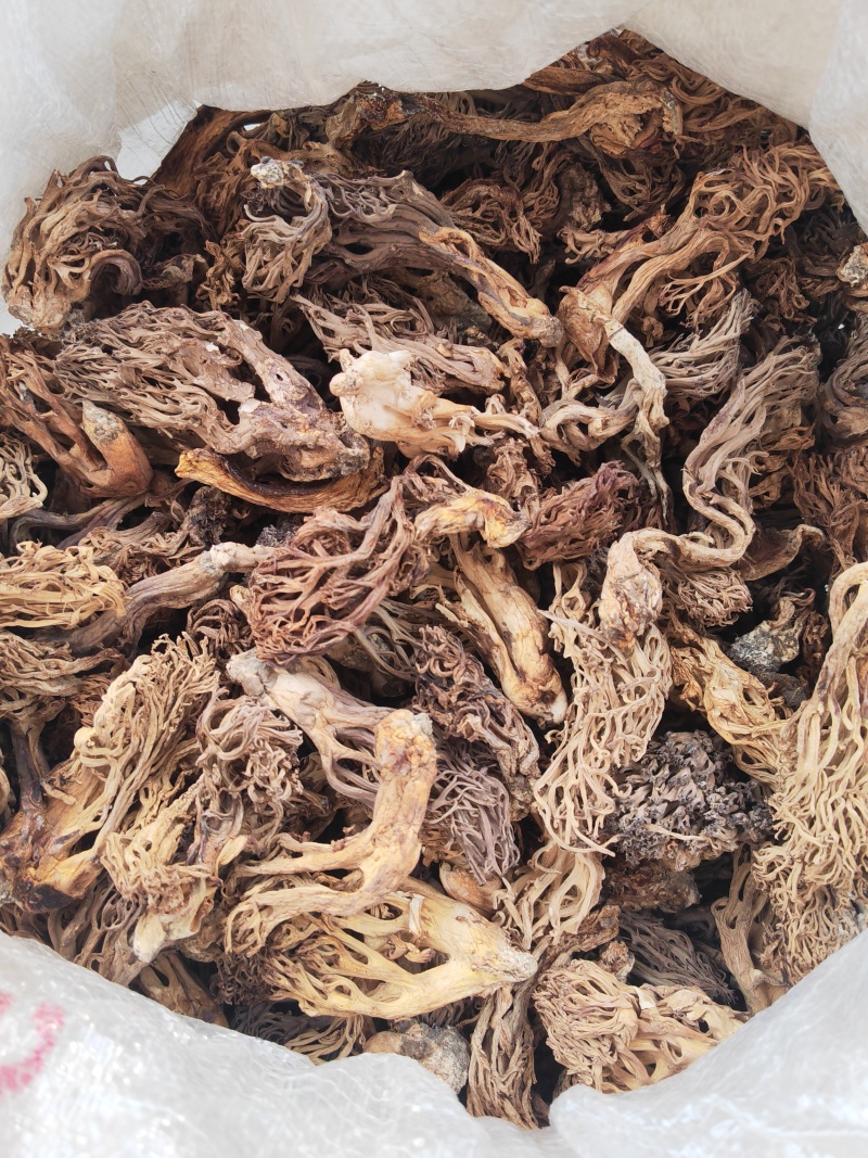 珊瑚菌，又叫扫把菌，刷把菌，野生菌类之一，口感好味道鲜