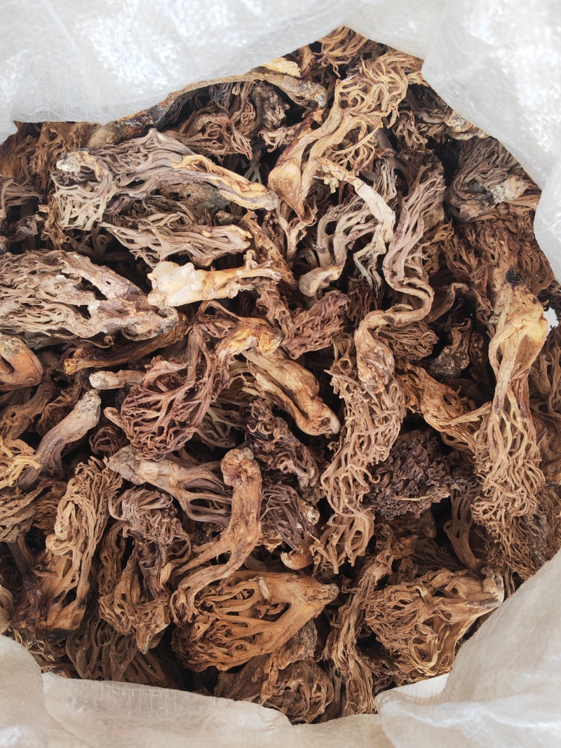 珊瑚菌，又叫扫把菌，刷把菌，野生菌类之一，口感好味道鲜