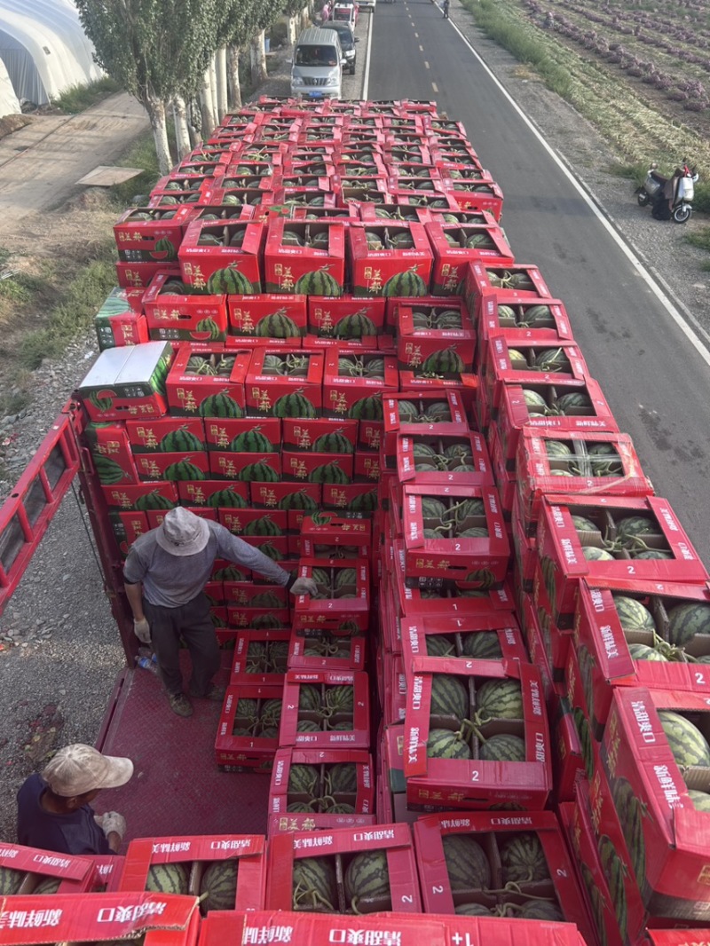 【诚信第一】精品美都西瓜8424西瓜大量供货欢迎采购