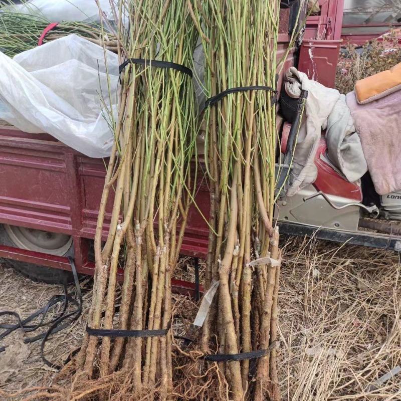 山东蒙阴桃苗，各种油蟠桃，毛蟠桃，品种多，欢迎全国客户