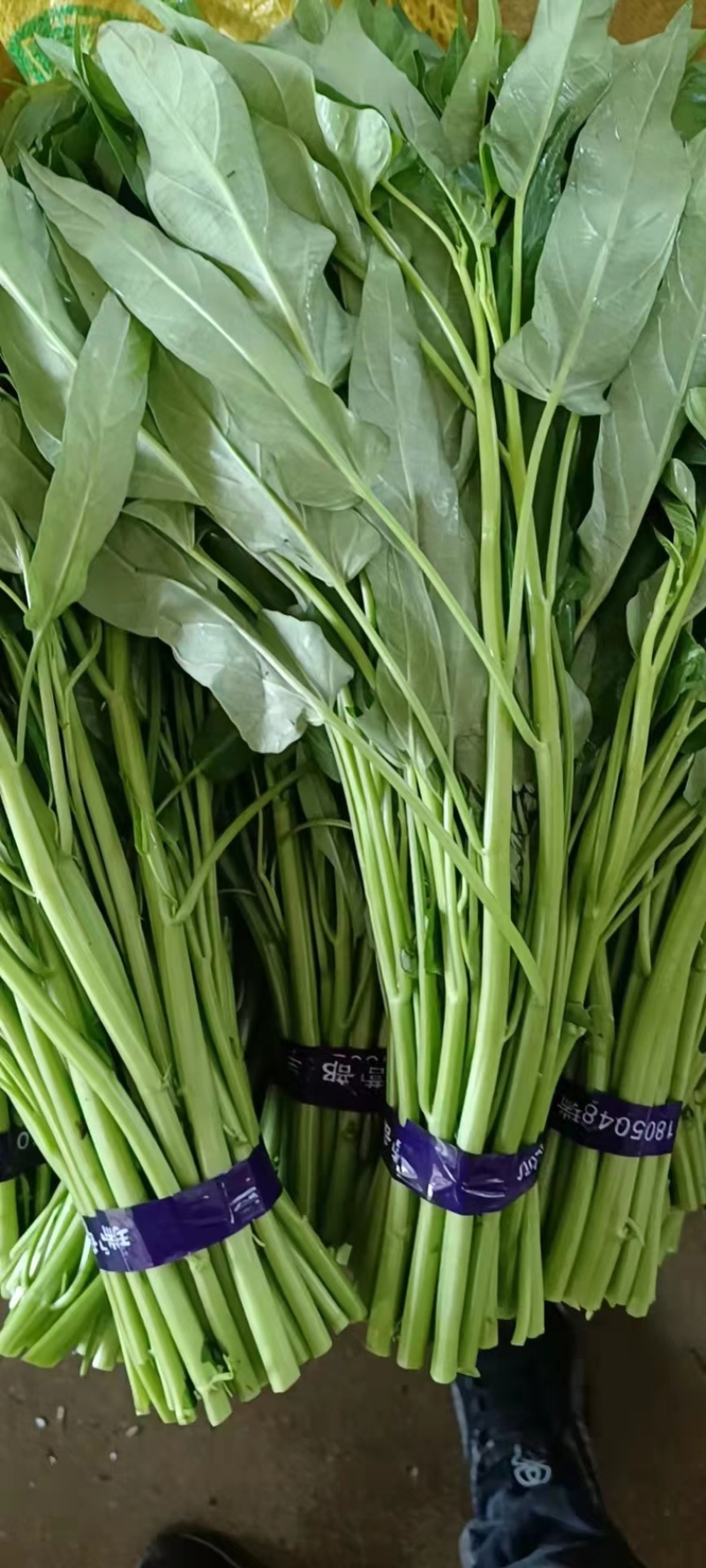 福建空心菜精品货