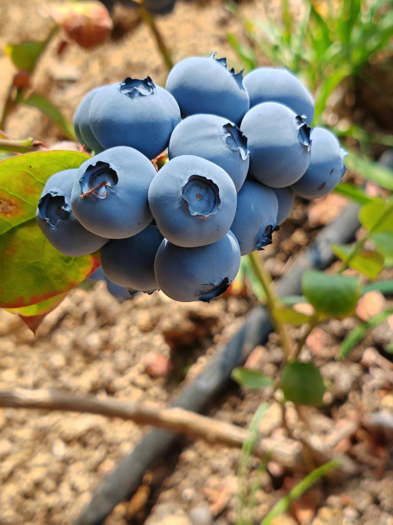 产地直供丹东蓝莓串果粒果欢迎各地老板来采购