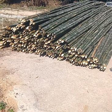 5至7米长的竹子