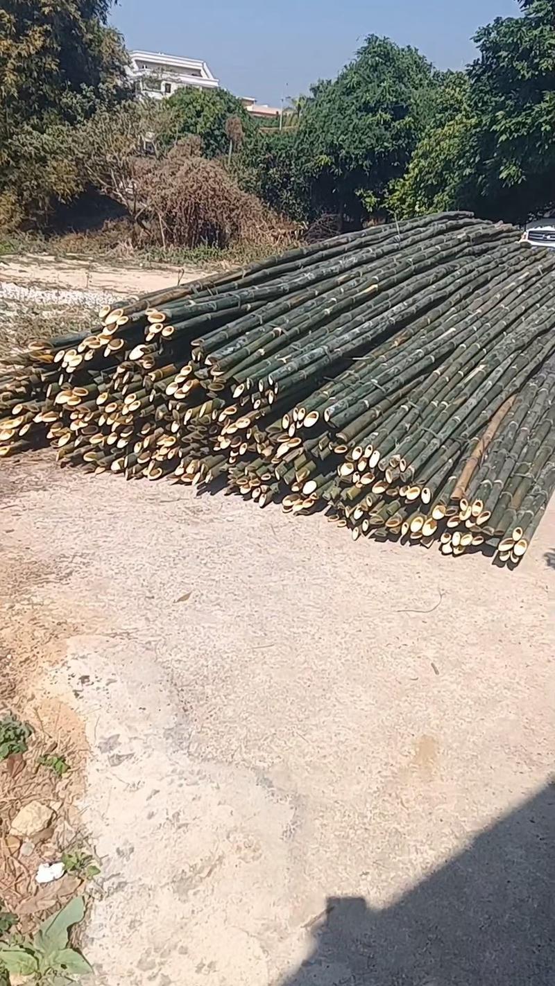 5至7米长的竹子