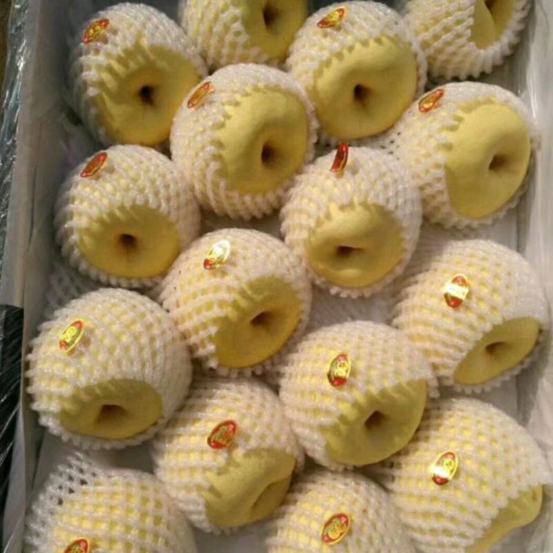 山西酥梨高次，通货大量有欢迎各大客商