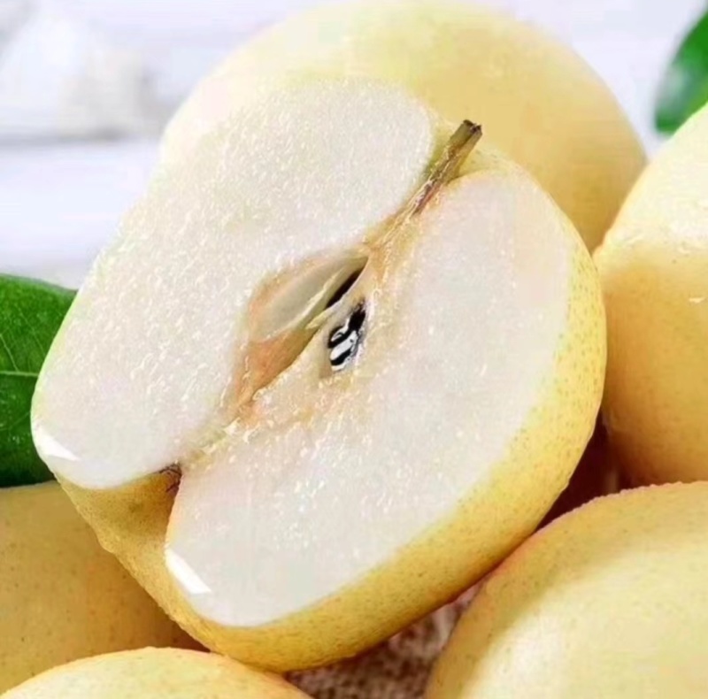 山西酥梨高次，通货大量有欢迎各大客商