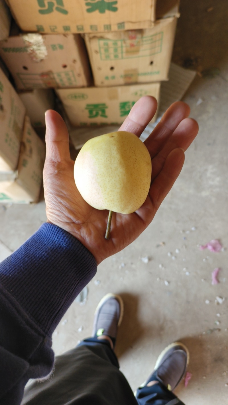 山西酥梨高次，通货大量有欢迎各大客商