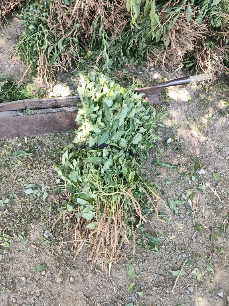 枸杞苗批发当年结果的枸杞苗适合南北方种植