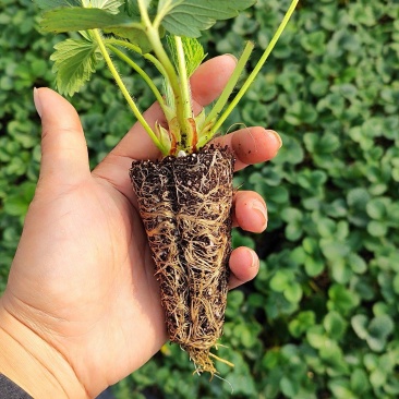 白露白草莓苗