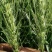 精品陇春41小麦种子，产量好！抗倒伏！品质优良