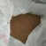 精品陇春41小麦种子，产量好！抗倒伏！品质优良