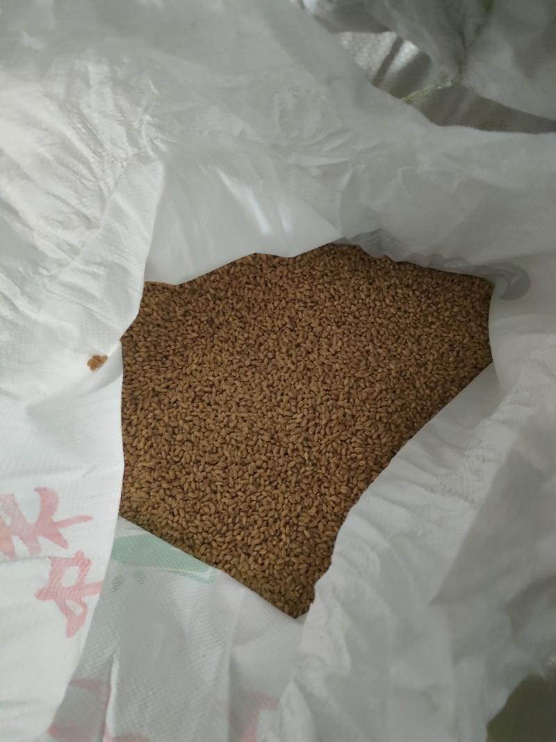 精品陇春41小麦种子，产量好！抗倒伏！品质优良
