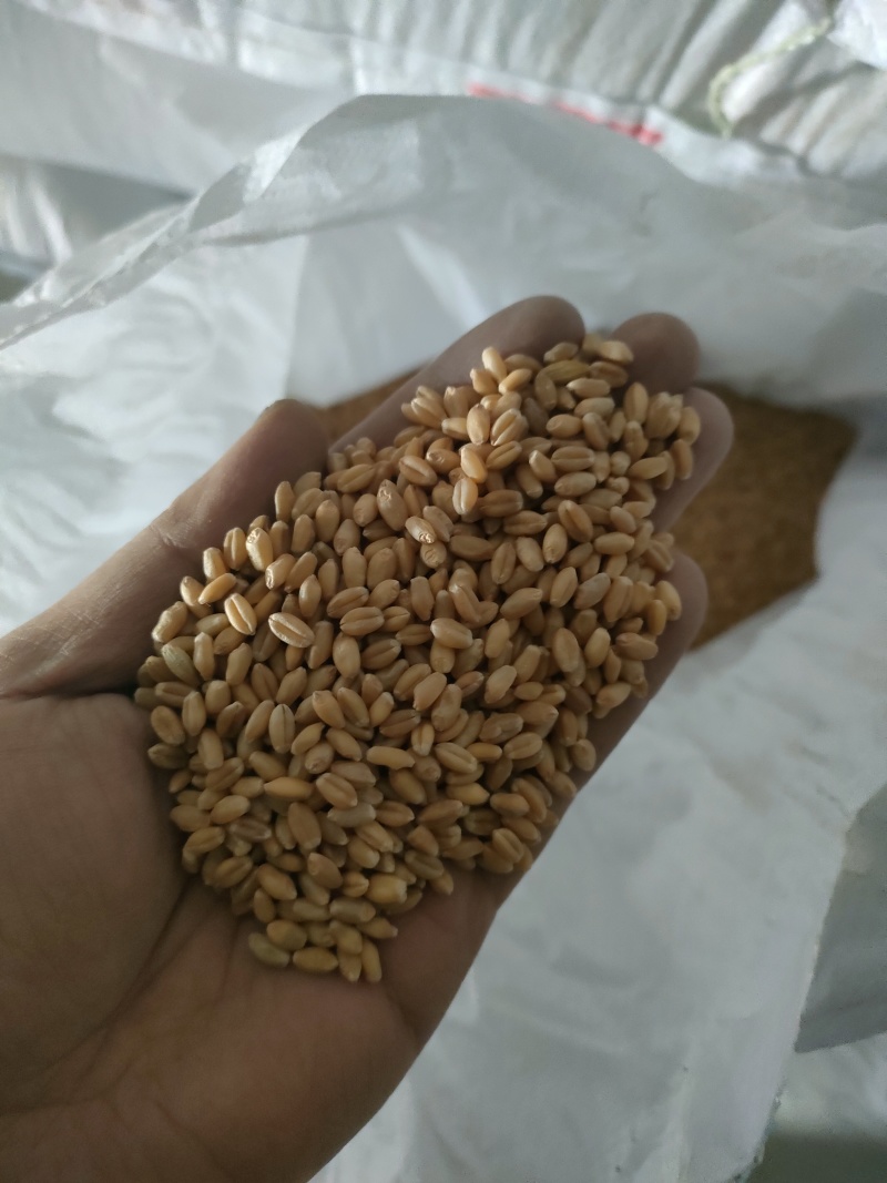 精品陇春41小麦种子，产量好！抗倒伏！品质优良