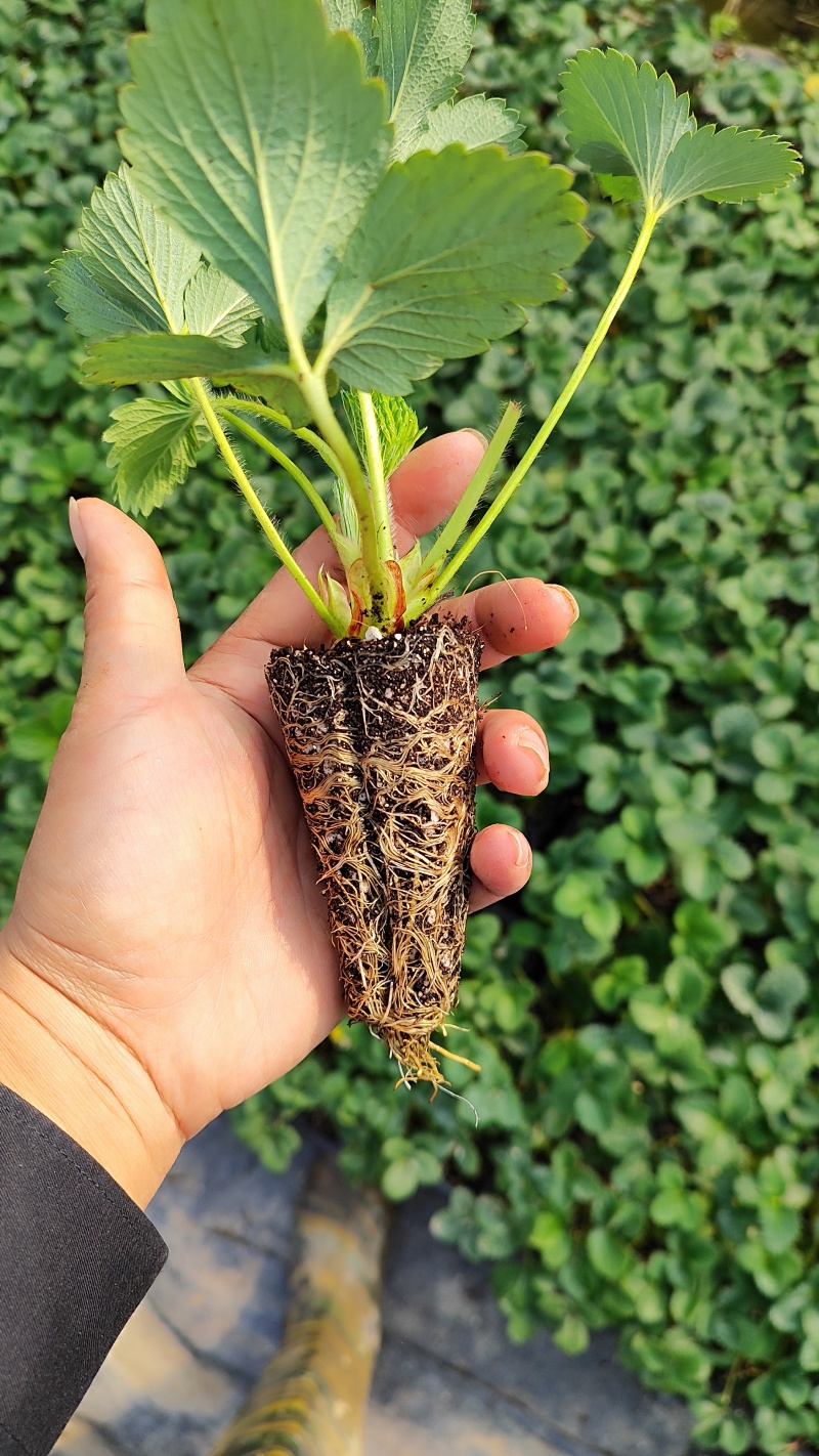 白露白草莓苗
