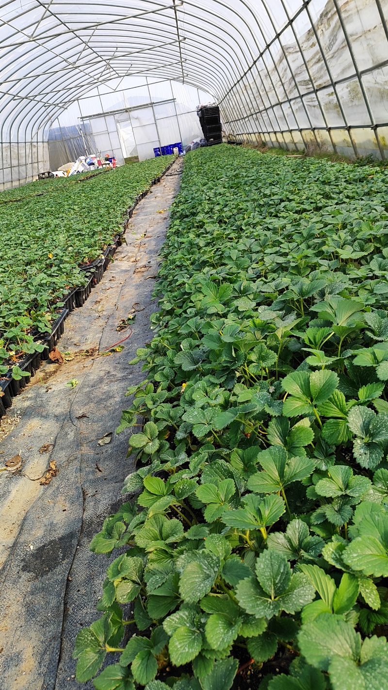 白露白草莓苗