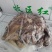 熟羊肉