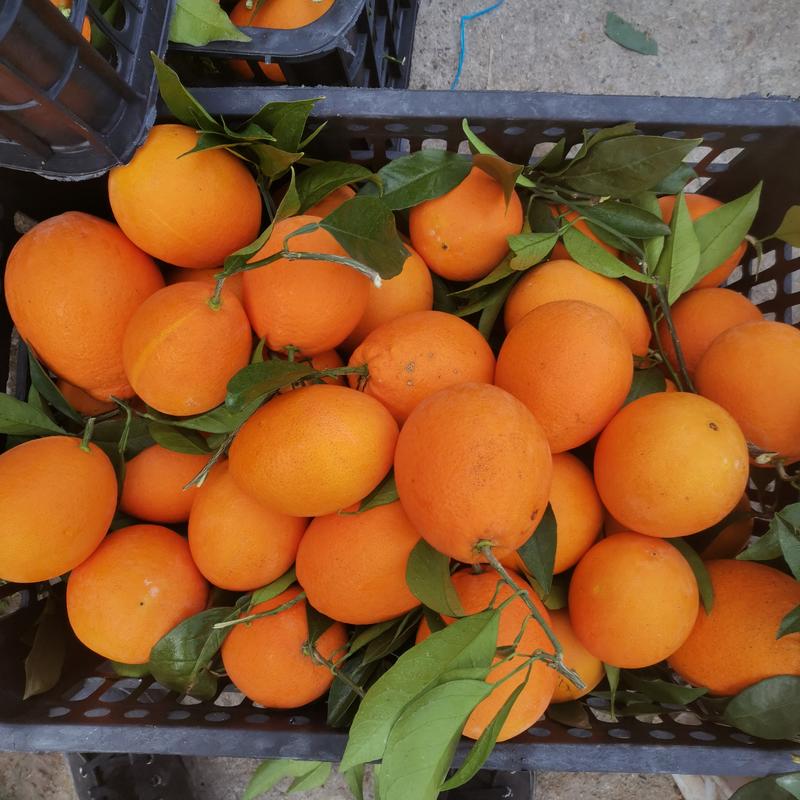 长虹甜橙产地一手货源口感纯甜果面干净可视频看货