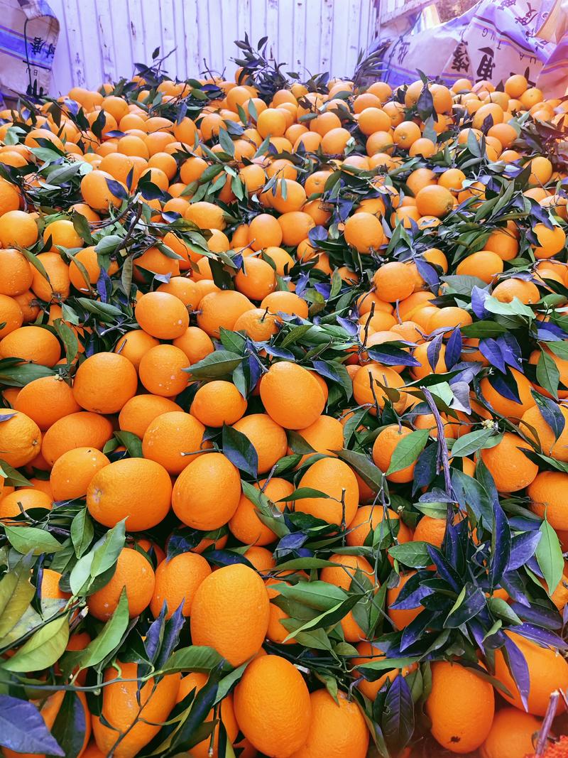 长虹甜橙产地一手货源口感纯甜果面干净可视频看货