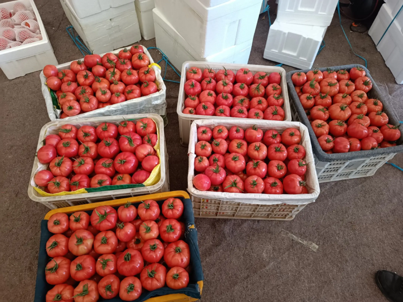 正宗普罗旺斯西红柿番茄供货档口电商产地直销欢迎来电