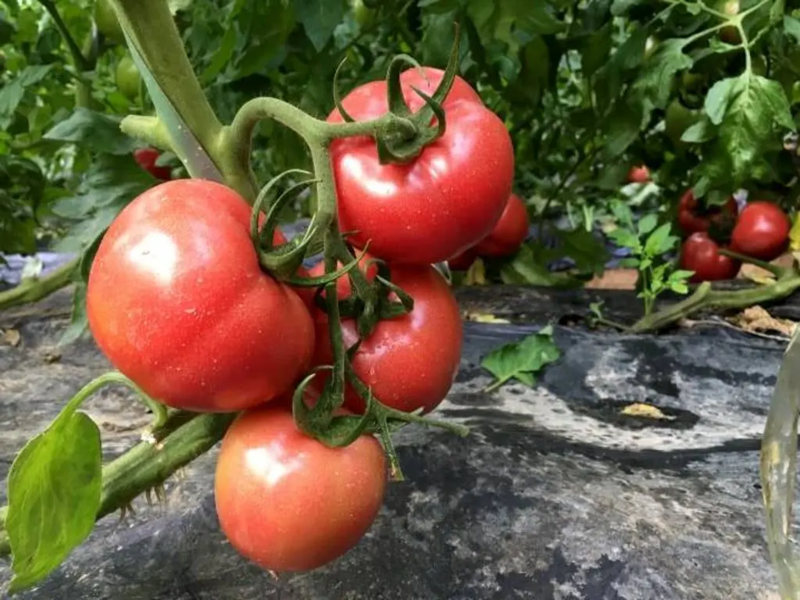安徽泗县普罗旺斯西红柿番茄现摘现发量大从优欢迎视频看货
