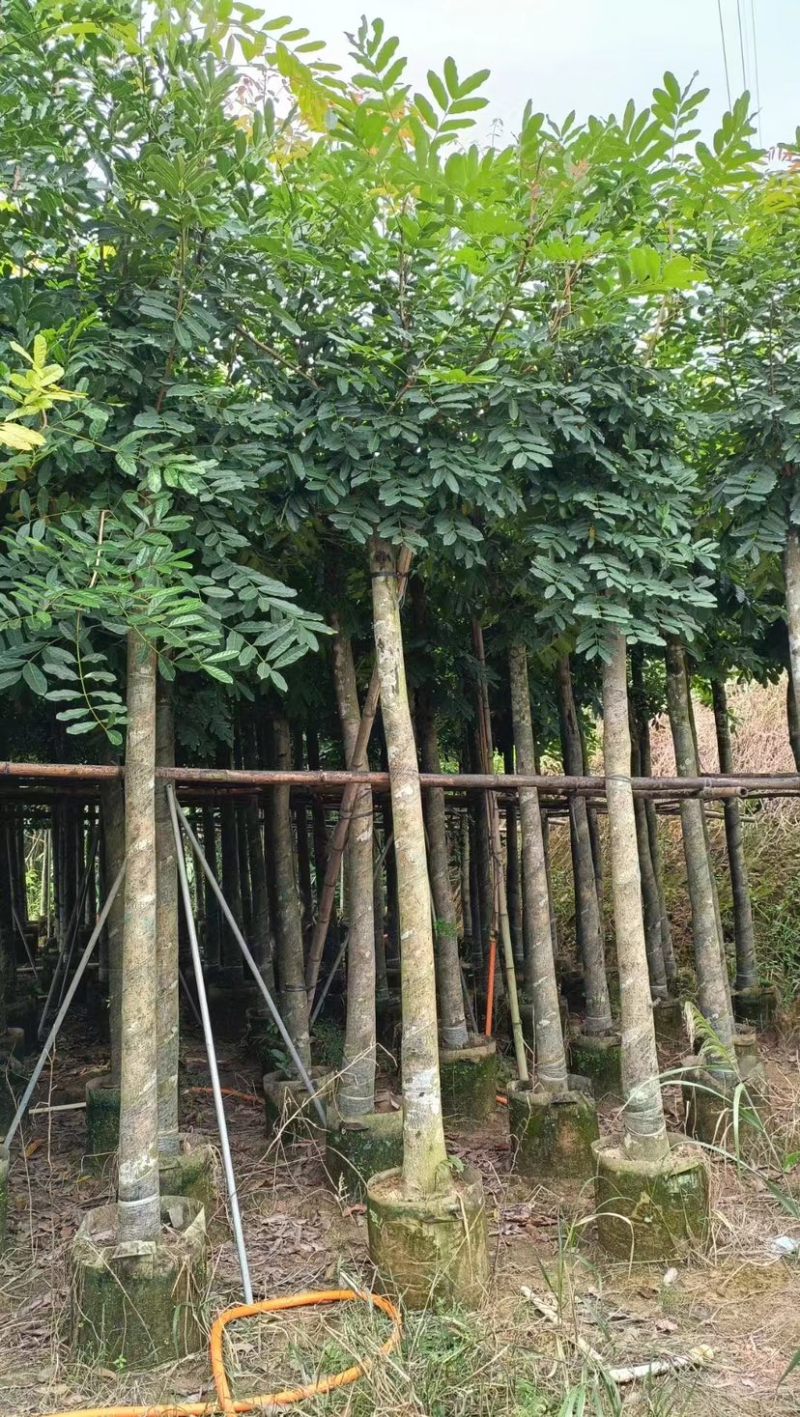 桃花心木