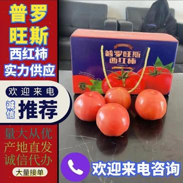 安徽普罗旺斯西红柿精品番茄一件代发价格美丽口感沙甜多汁