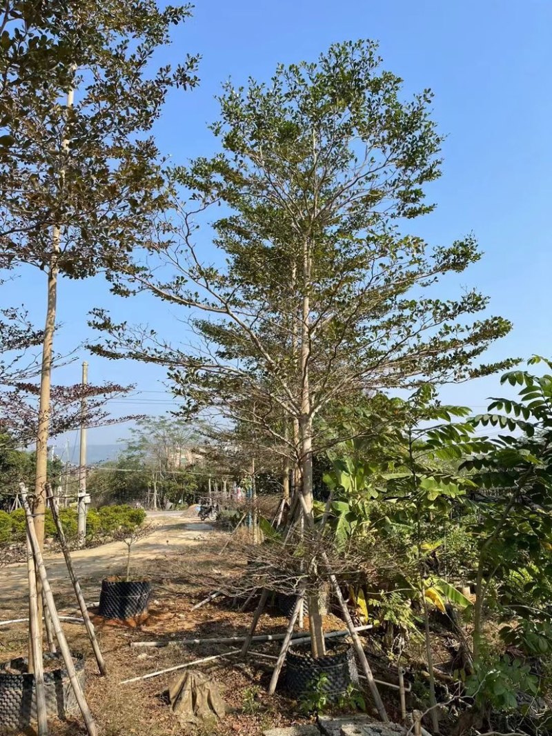 小叶榄仁